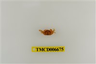 藏品(長趾股窗蟹)的圖片